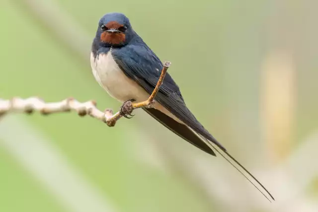 Photo Hirondelle rustique (Hirundo rustica) #1