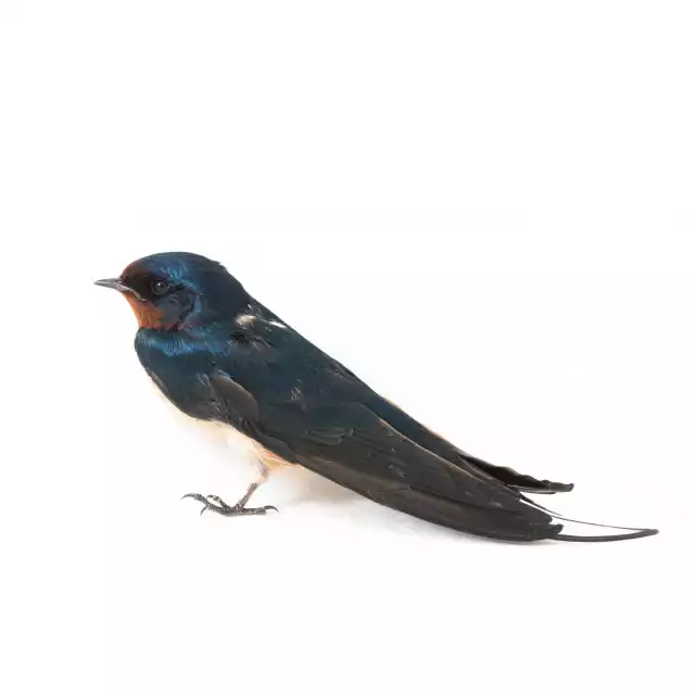 Hirondelle rustique (Hirundo rustica)