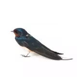 Photo Hirondelle rustique