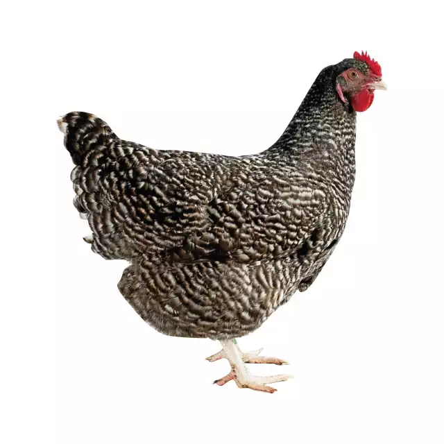 Coucou de Rennes (Gallus domesticus)