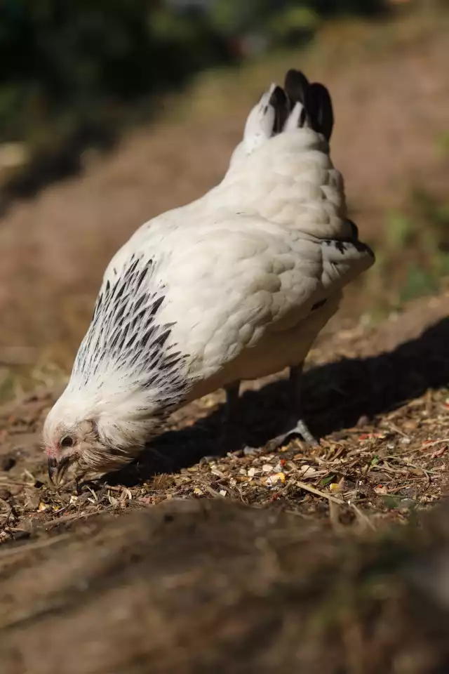 Photo Barbu d'Anvers (Gallus domesticus) #3