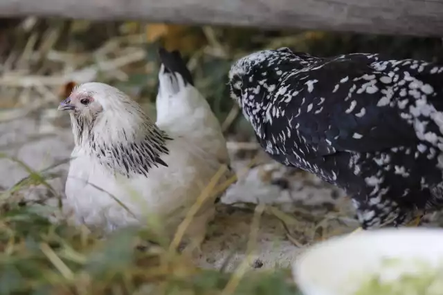 Photo Barbu d'Anvers (Gallus domesticus) #2