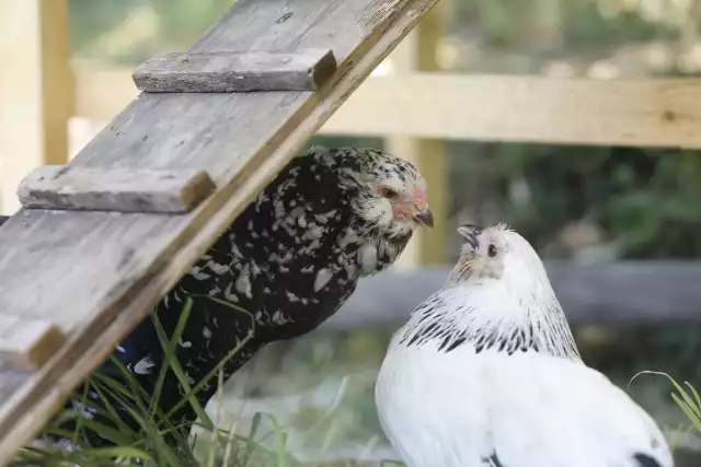 Photo Barbu d'Anvers (Gallus domesticus) #1