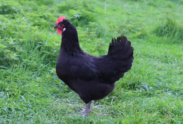 Photo Pavilly (Gallus domesticus) #1