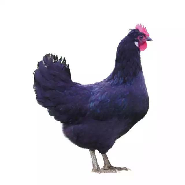 Pavilly (Gallus domesticus)