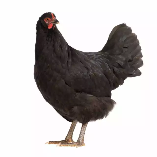 Janzé (Gallus domesticus)