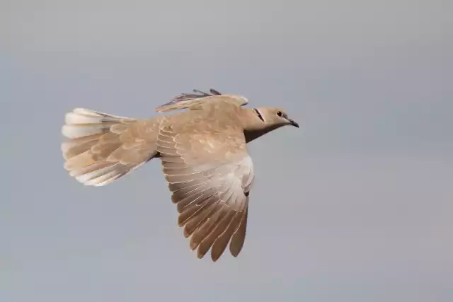 Photo Tourterelle turque (Streptopelia decaocto) #2