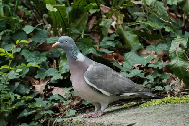 Photo Pigeon ramier (Columba palumbus) #3