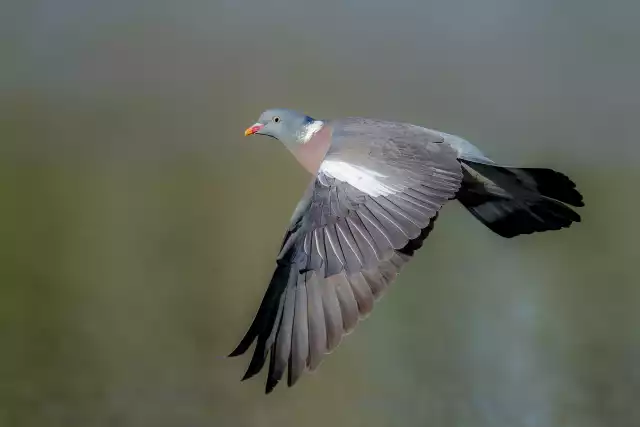 Photo Pigeon ramier (Columba palumbus) #2