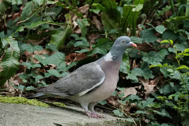 Photo Pigeon ramier (Columba palumbus) #1