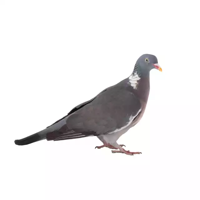 Pigeon ramier (Columba palumbus)