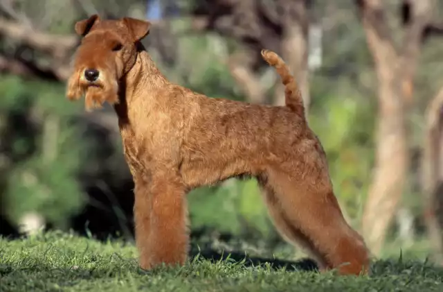 Photo Lakeland Terrier #3