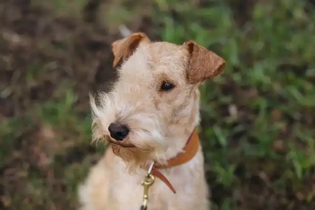 Photo Lakeland Terrier #2