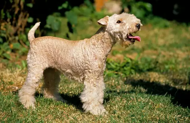 Photo Lakeland Terrier #1