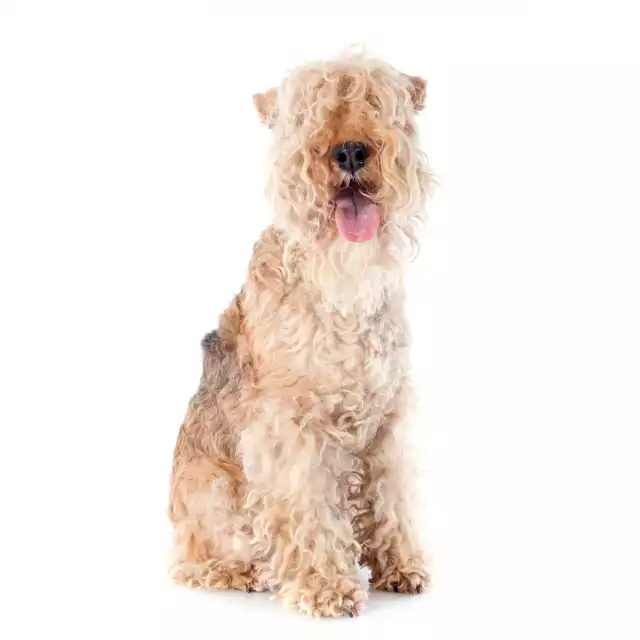 Photo Lakeland Terrier