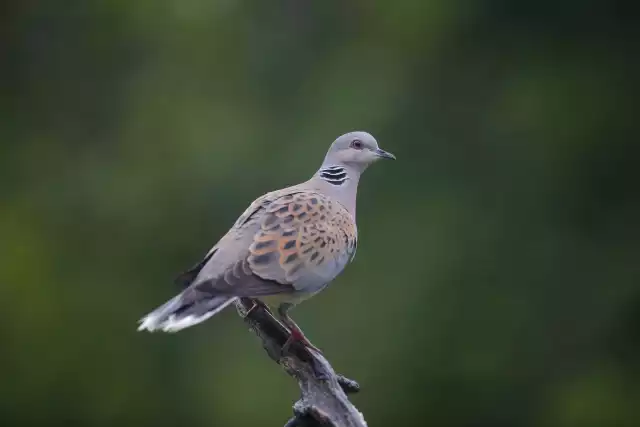 Photo Tourterelle des bois (Streptopelia turtur) #3