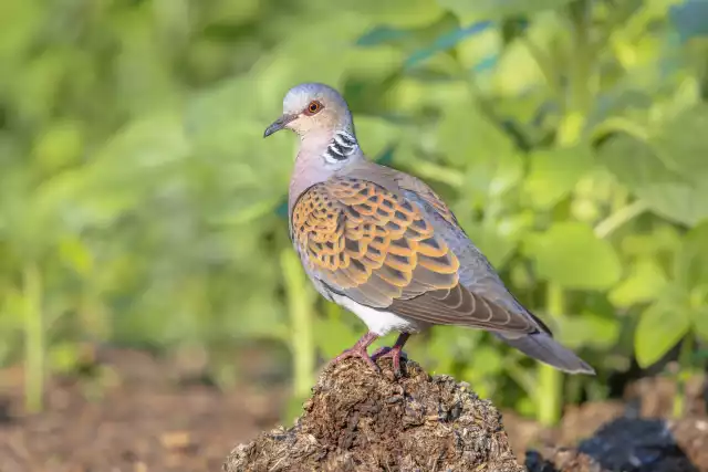 Photo Tourterelle des bois (Streptopelia turtur) #2