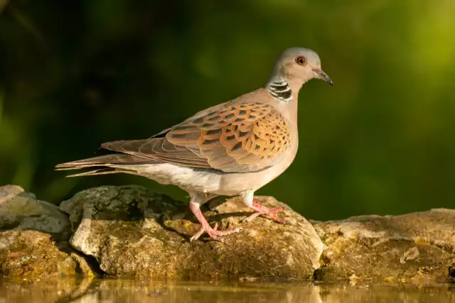 Photo Tourterelle des bois (Streptopelia turtur) #1