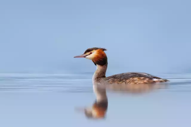 Grèbe huppé (Podiceps cristatus)