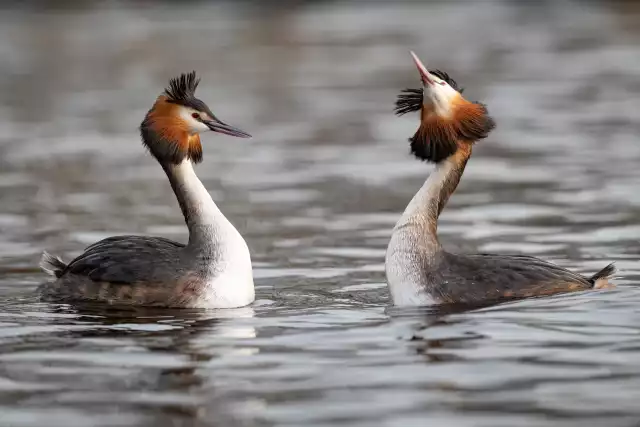 Grèbe huppé (Podiceps cristatus)