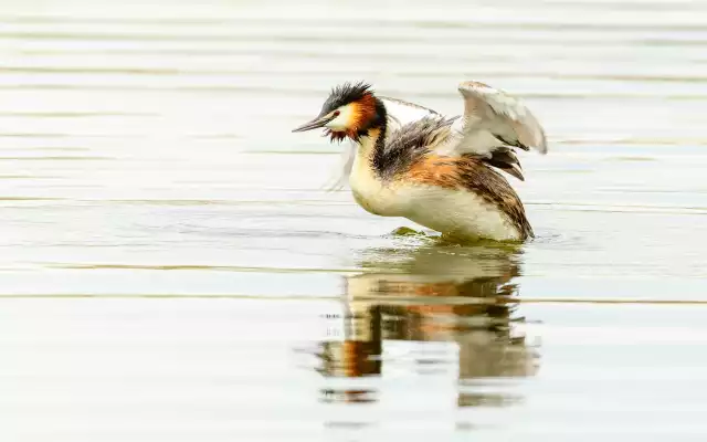 Grèbe huppé (Podiceps cristatus)