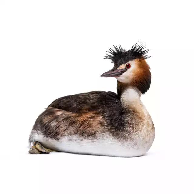 Grèbe huppé (Podiceps cristatus)