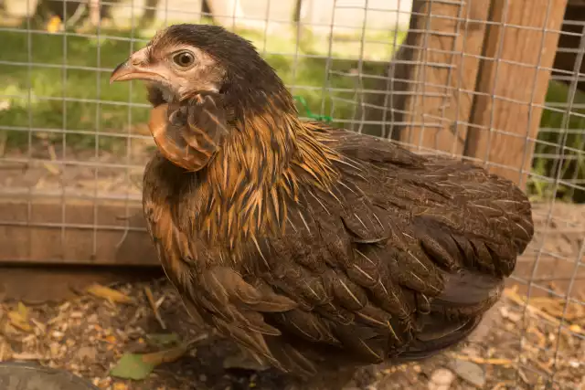 Photo Araucana (Gallus domesticus) #4