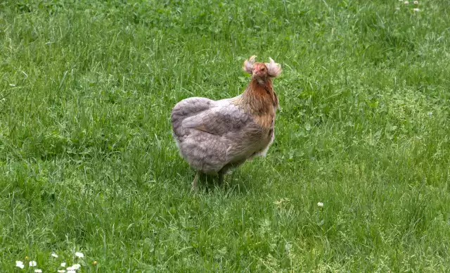 Photo Araucana (Gallus domesticus) #3