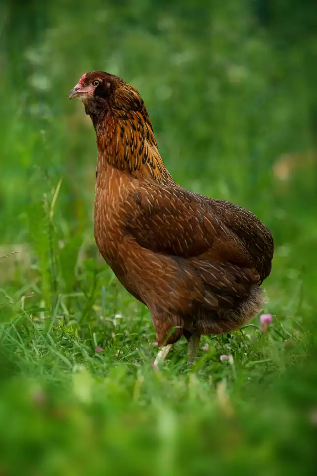 Photo Araucana (Gallus domesticus) #2