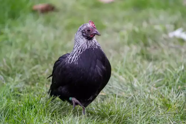 Photo Araucana (Gallus domesticus) #1