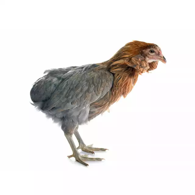 Araucana (Gallus domesticus)