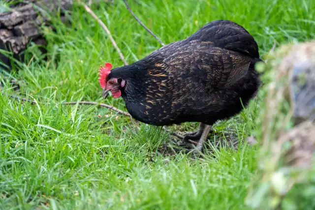 Photo Wyandotte (Gallus domesticus) #3