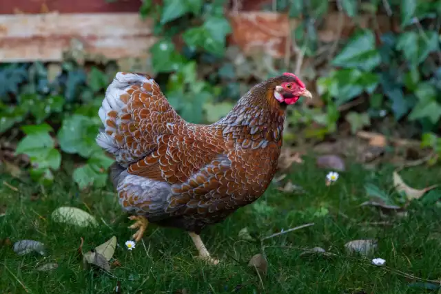 Photo Wyandotte (Gallus domesticus) #2