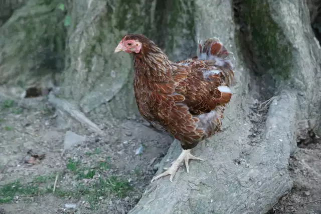 Photo Wyandotte (Gallus domesticus) #1