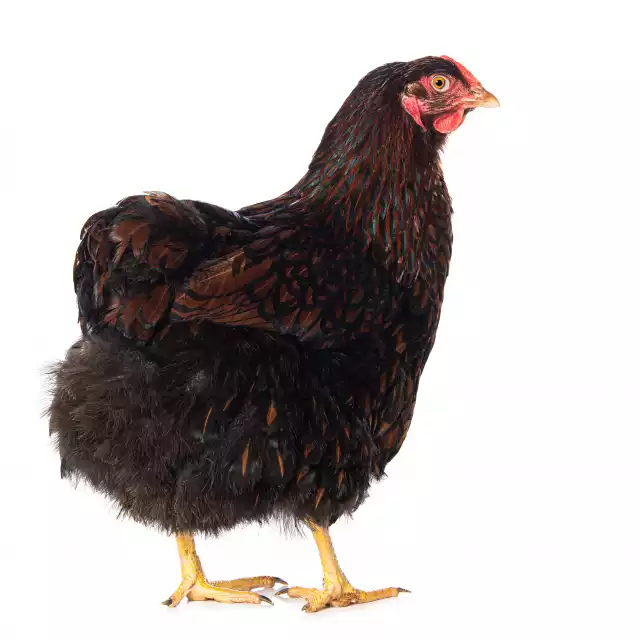 Wyandotte (Gallus domesticus)