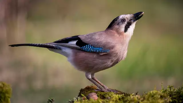 Photo Geai des chênes (Garrulus glandarius) #1