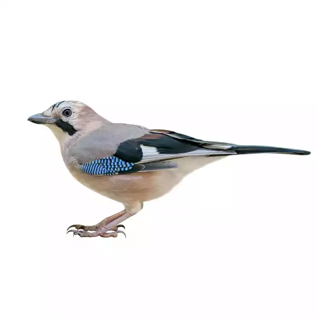 Geai des chênes (Garrulus glandarius)