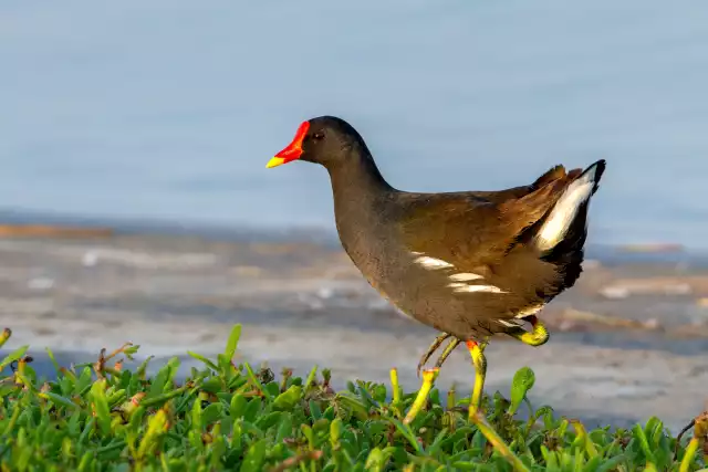 Photo Gallinule poule d'eau (Gallinula chloropus) #3