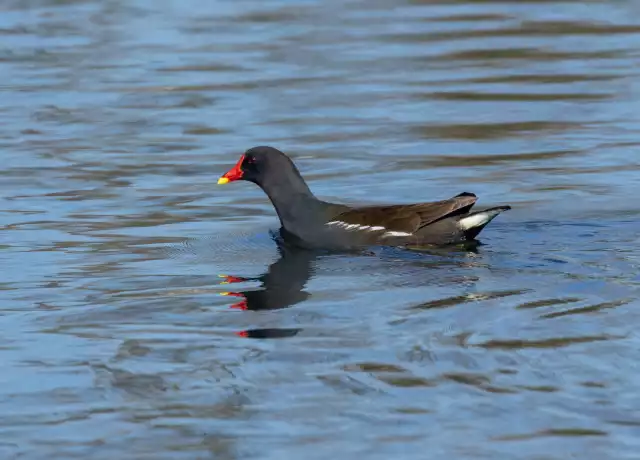 Photo Gallinule poule d'eau (Gallinula chloropus) #2