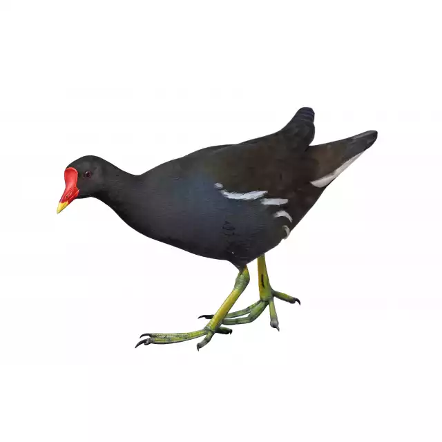 Gallinule poule d'eau (Gallinula chloropus)