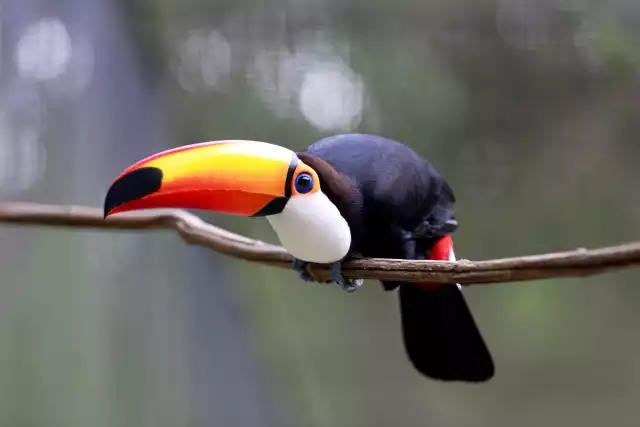 Photo Toucan Toco (Ramphastos toco) #4