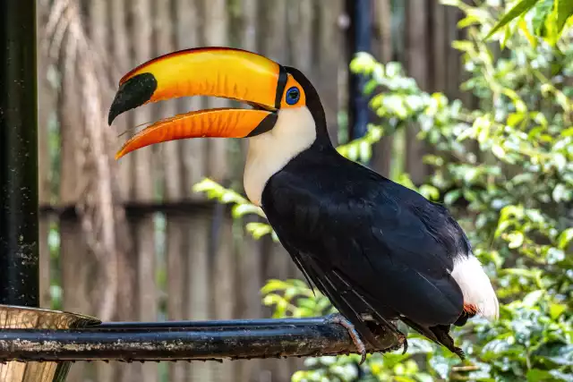 Photo Toucan Toco (Ramphastos toco) #2