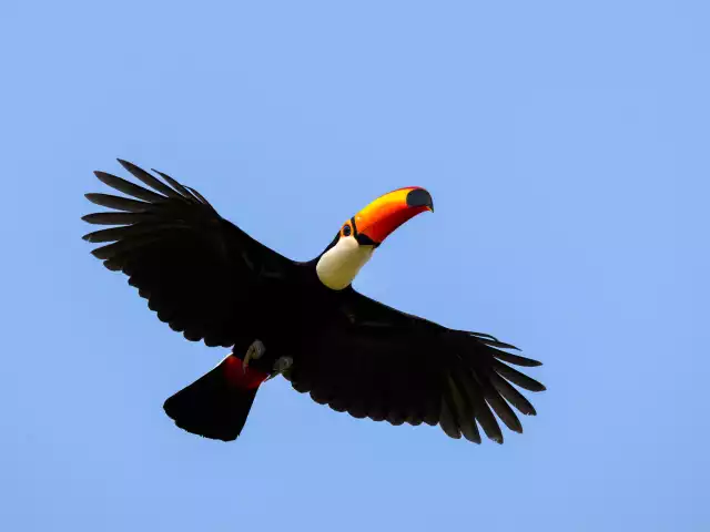 Photo Toucan Toco (Ramphastos toco) #1