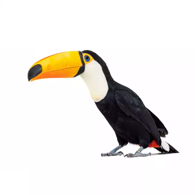 Photo Toucan Toco