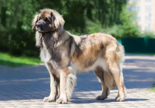 Photo Leonberger #3