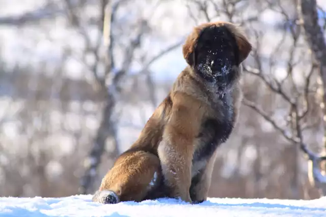 Photo Leonberger #1