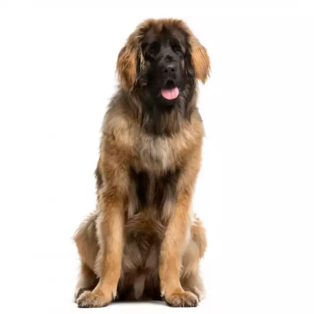 Photo Leonberger