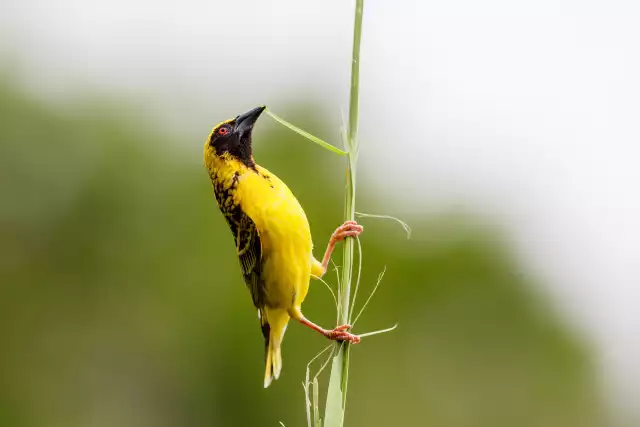 Photo Tisserin gendarme (Ploceus cucullatus) #4