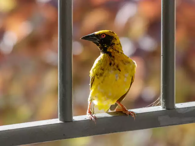 Photo Tisserin gendarme (Ploceus cucullatus) #3