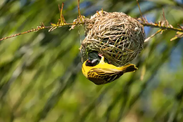 Photo Tisserin gendarme (Ploceus cucullatus) #2